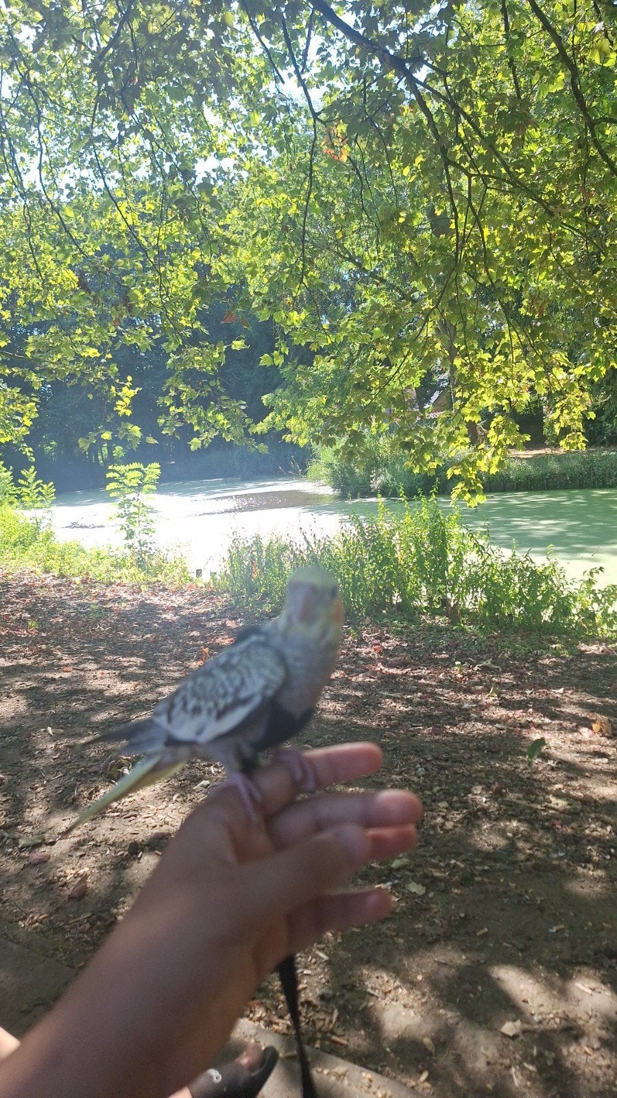 Super tamme valkparkiet te koop JONG zelfstandig eten/drinke, Dieren en Toebehoren, Mannelijk, Parkiet, Pratend