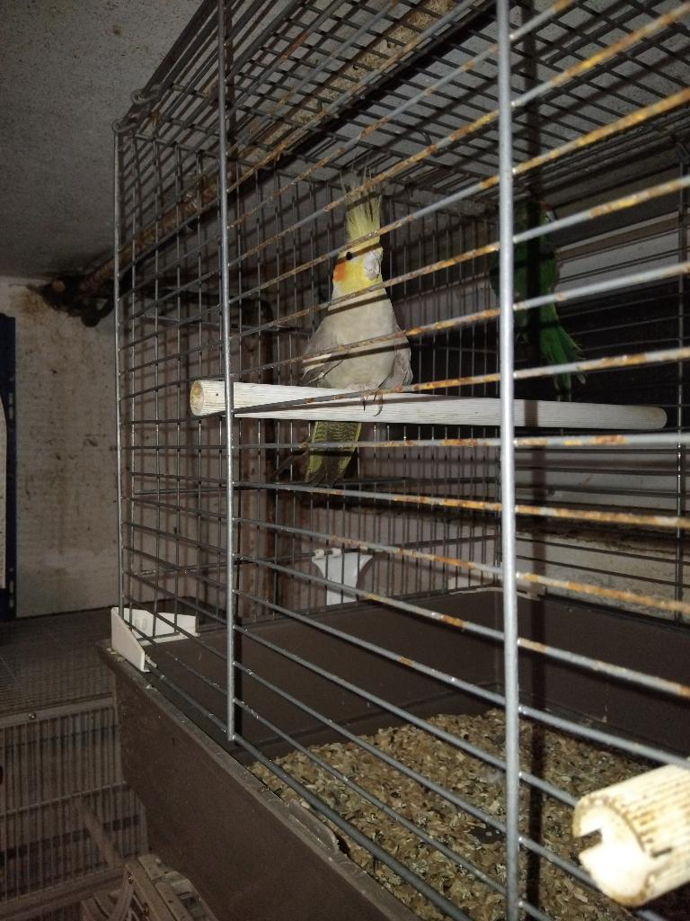 Recherche ou vente calopsitte, Animaux & Accessoires, Oiseaux | Perruches & Perroquets, Femelle, Perruche