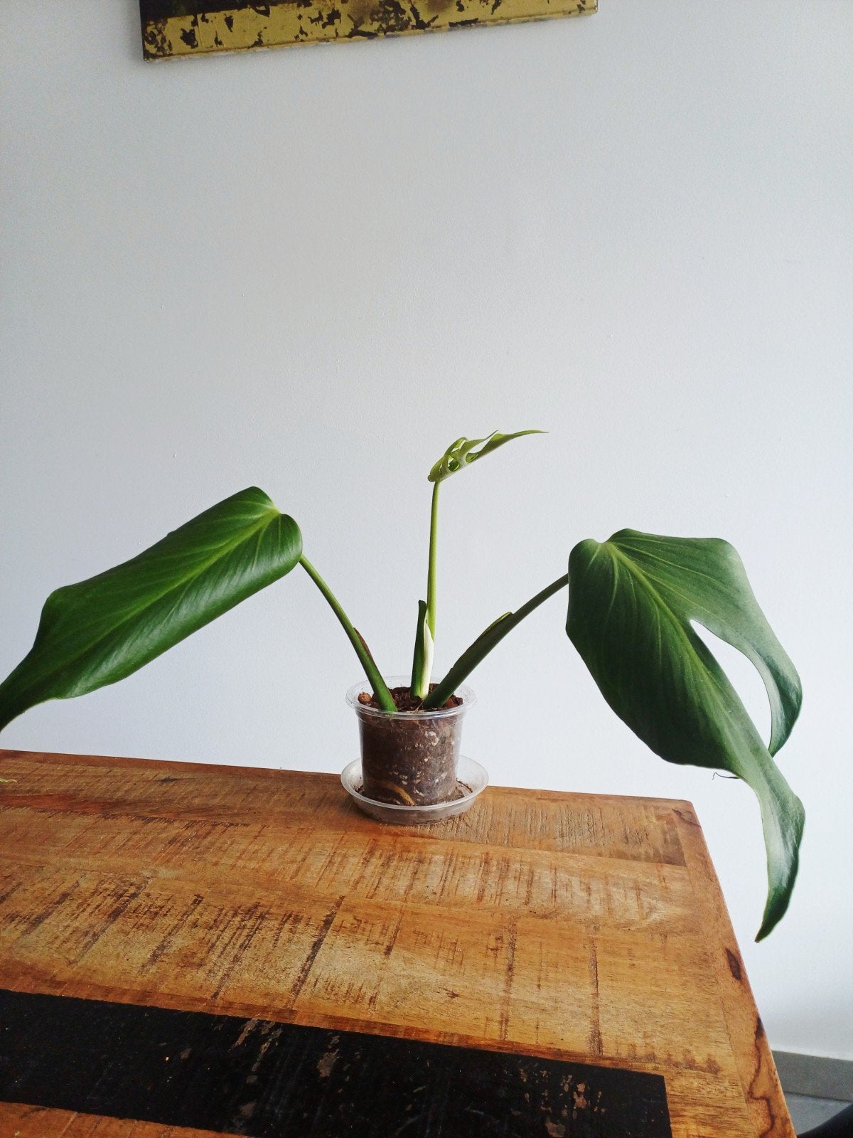 Monstera Burle Marx Flame, Maison & Meubles, Plantes d'intérieur, Autres espèces, En pot, Enlèvement ou Envoi, Moins de 100 cm