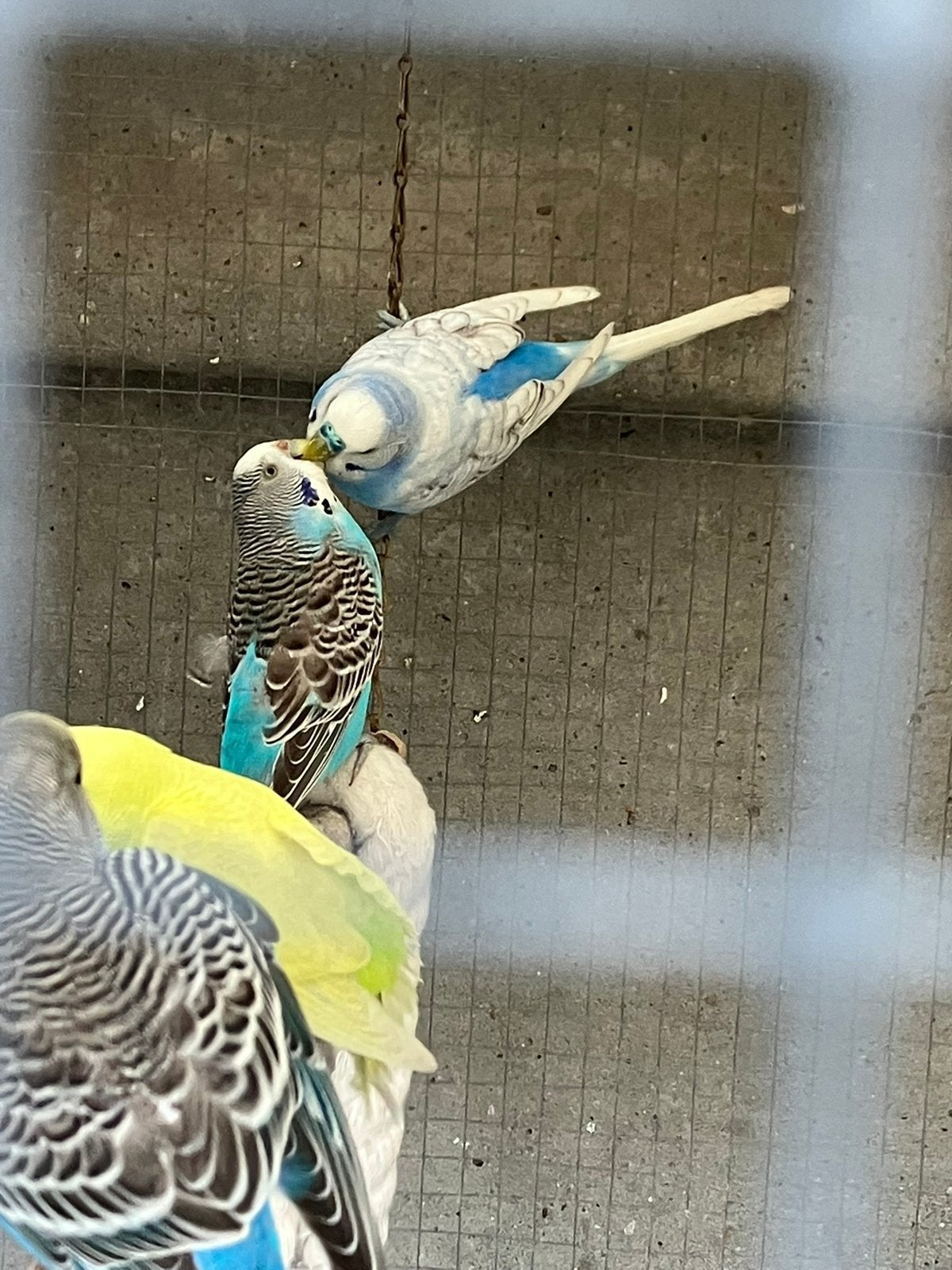 Grasparkieten, Dieren en Toebehoren, Meerdere dieren, Parkiet