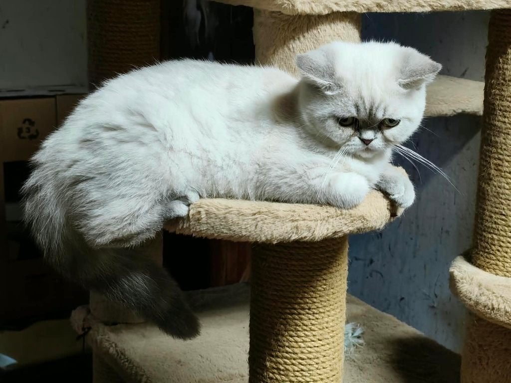 exotic kittens, Dieren en Toebehoren, Kater, Gechipt, 0 tot 2 jaar
