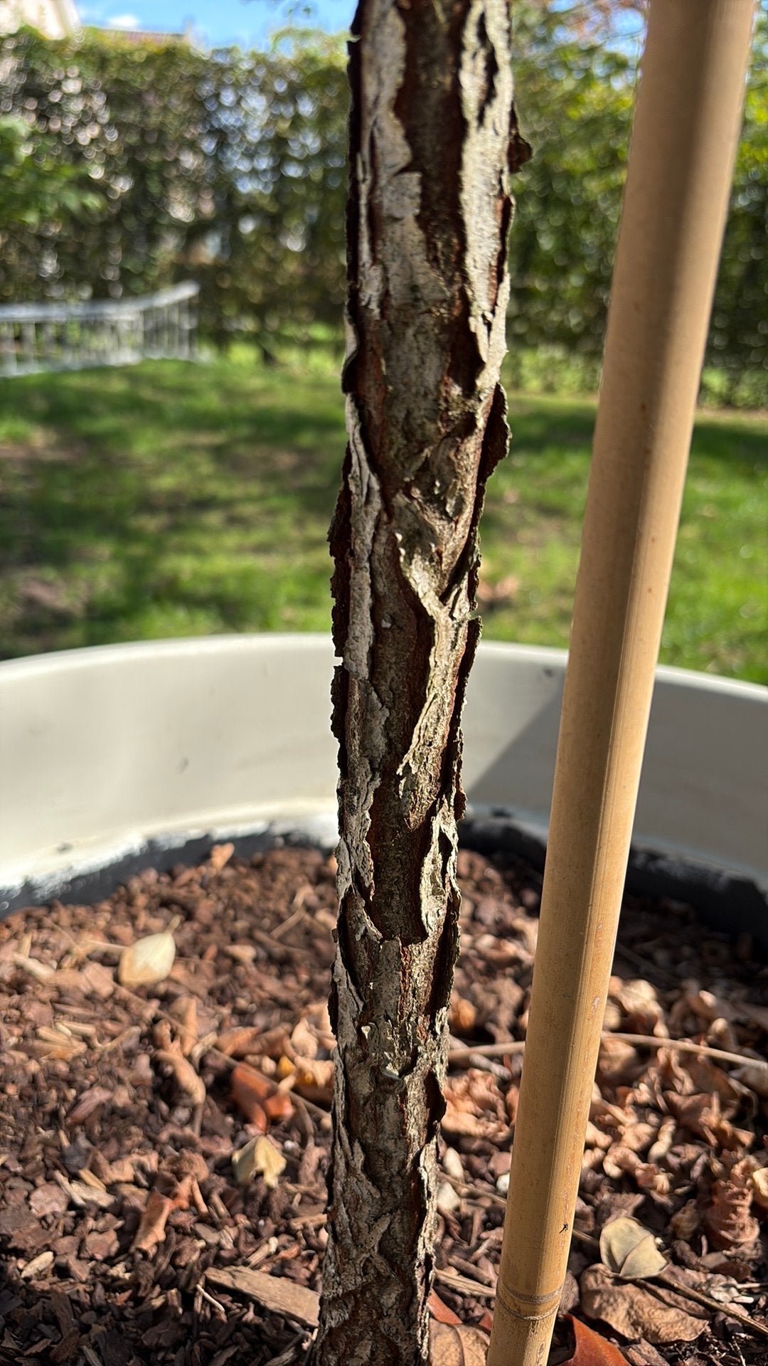 Doodsbeenderenboom, En pot, 100 à 250 cm, Plein soleil, Enlèvement