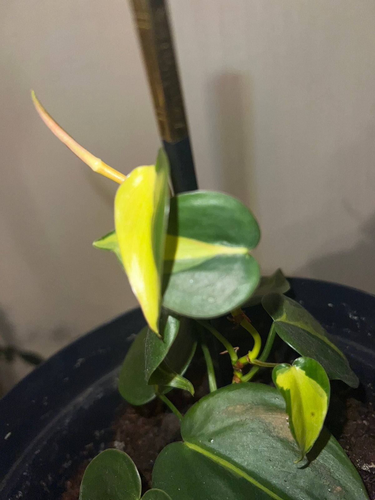 Philodendron grimpant variegata, Ophalen