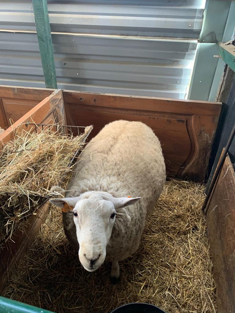 BOK TE KOOP, Dieren en Toebehoren, Schapen, Geiten en Varkens