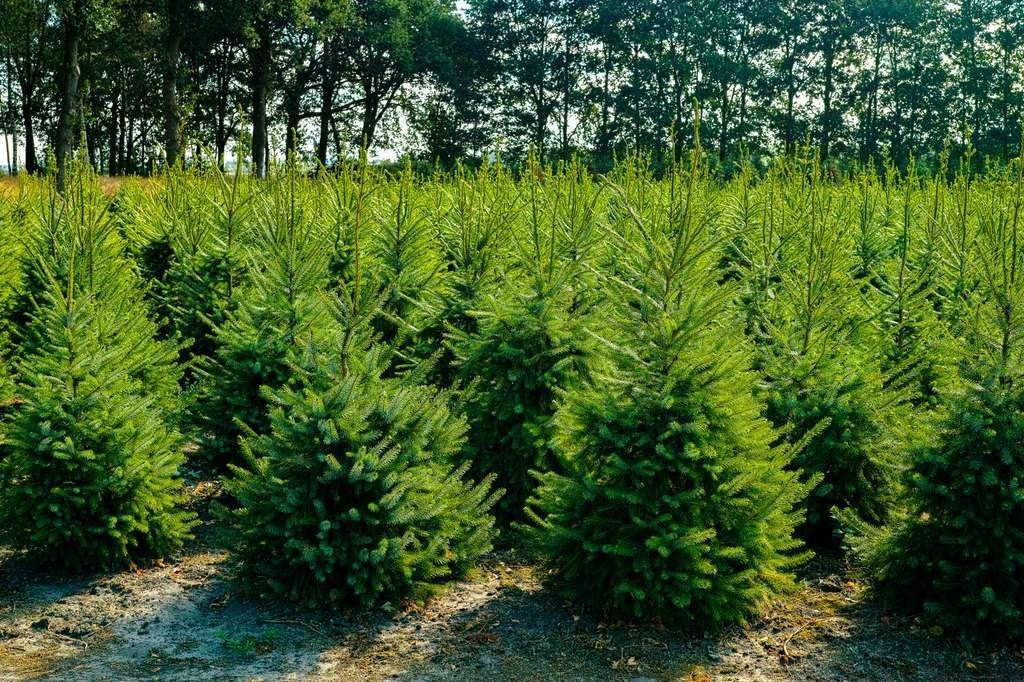 sapins de noel, Enlèvement ou Envoi, 100 à 250 cm