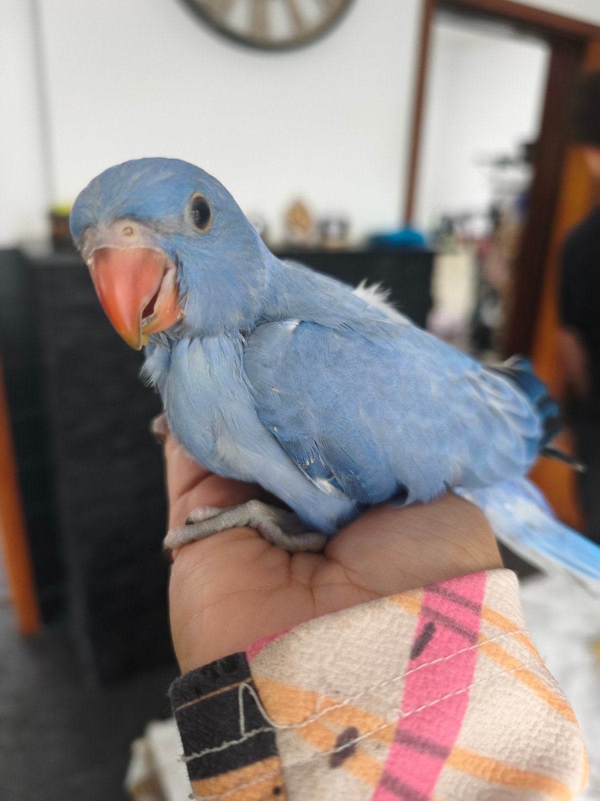 Perruche a collier, Animaux & Accessoires, Oiseaux | Perruches & Perroquets, Perruche