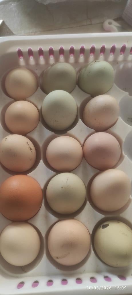 Des œufs araucana et autres fécondés