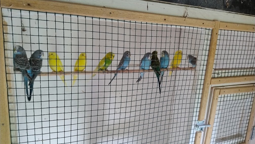 Grasparkieten, Dieren en Toebehoren, Parkiet
