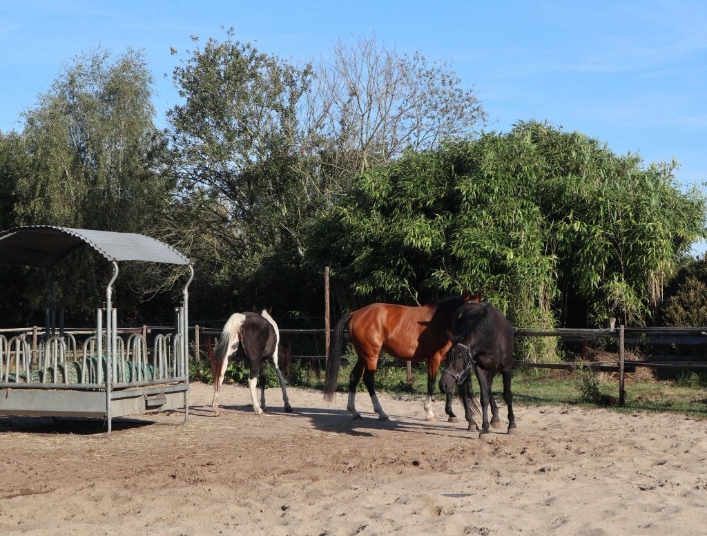 paarden stalling te Brecht, Cheval de récréation