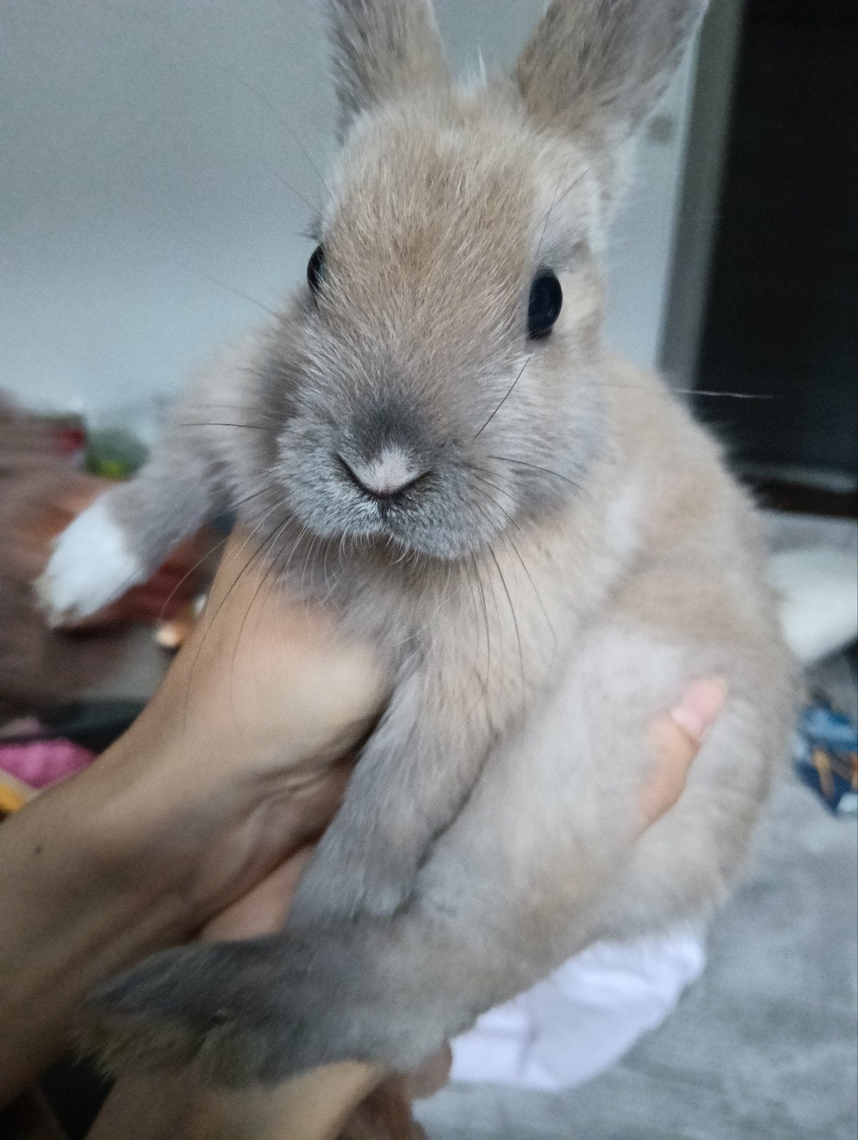 dwerg konijn (meisje), Dieren en Toebehoren, Dwerg