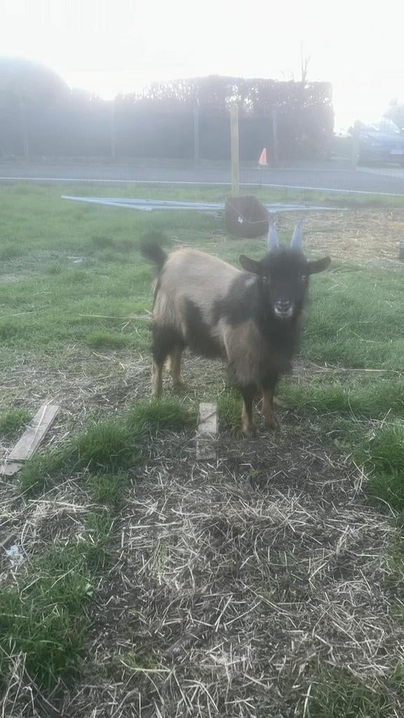 Prachtig bokje, Mâle, Chèvre, 0 à 2 ans