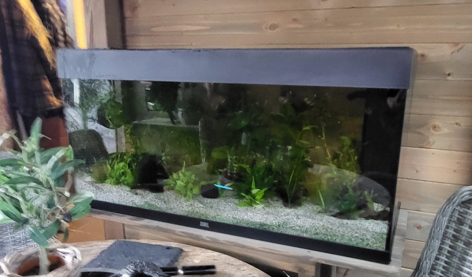 kompleet aquarium te koop,, Enlèvement, Juwel