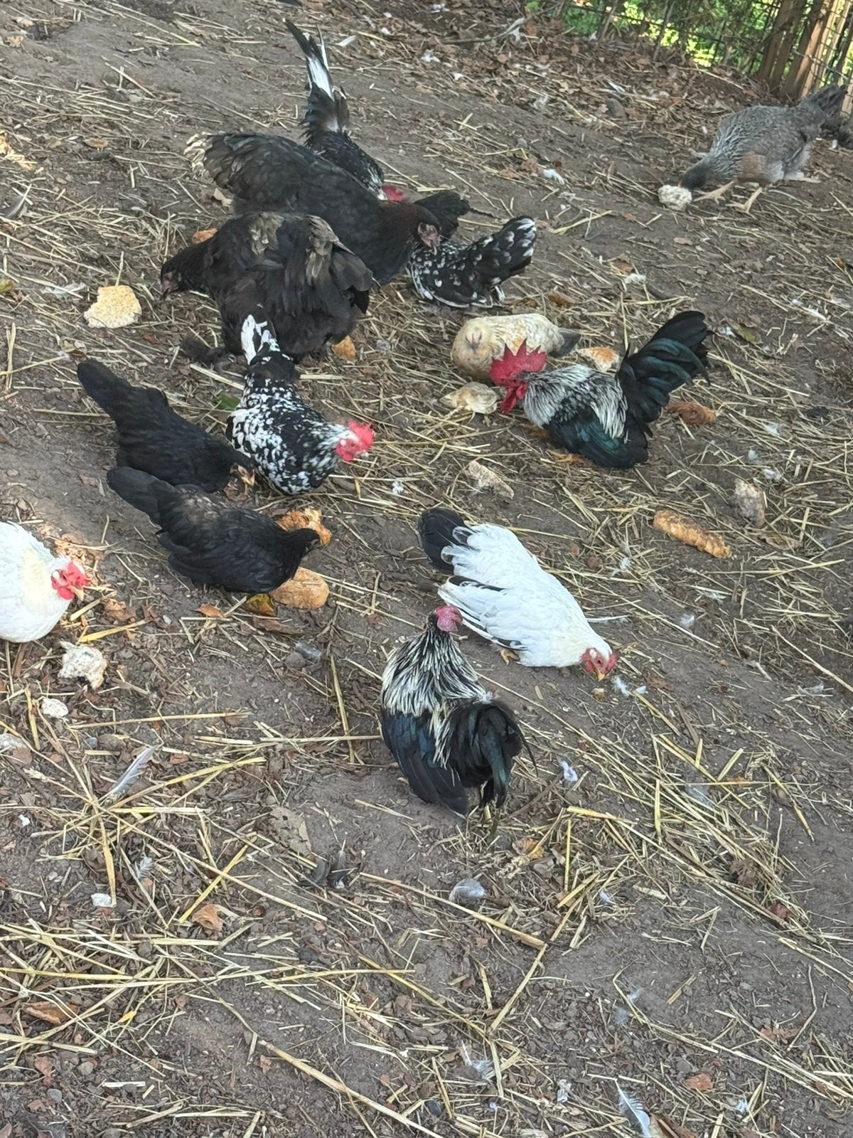 Grote toom chabo’s, Dieren en Toebehoren, Meerdere dieren, Kip
