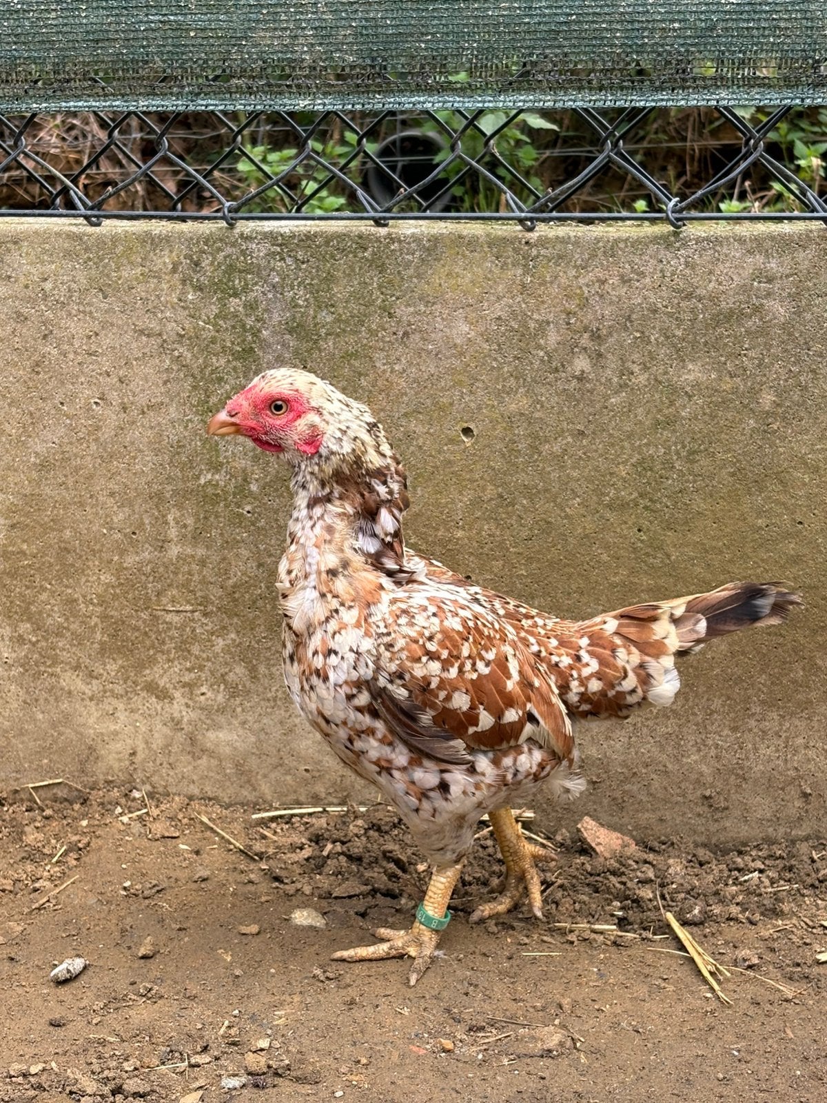 Aseel kriel hen, Vrouwelijk, Kip
