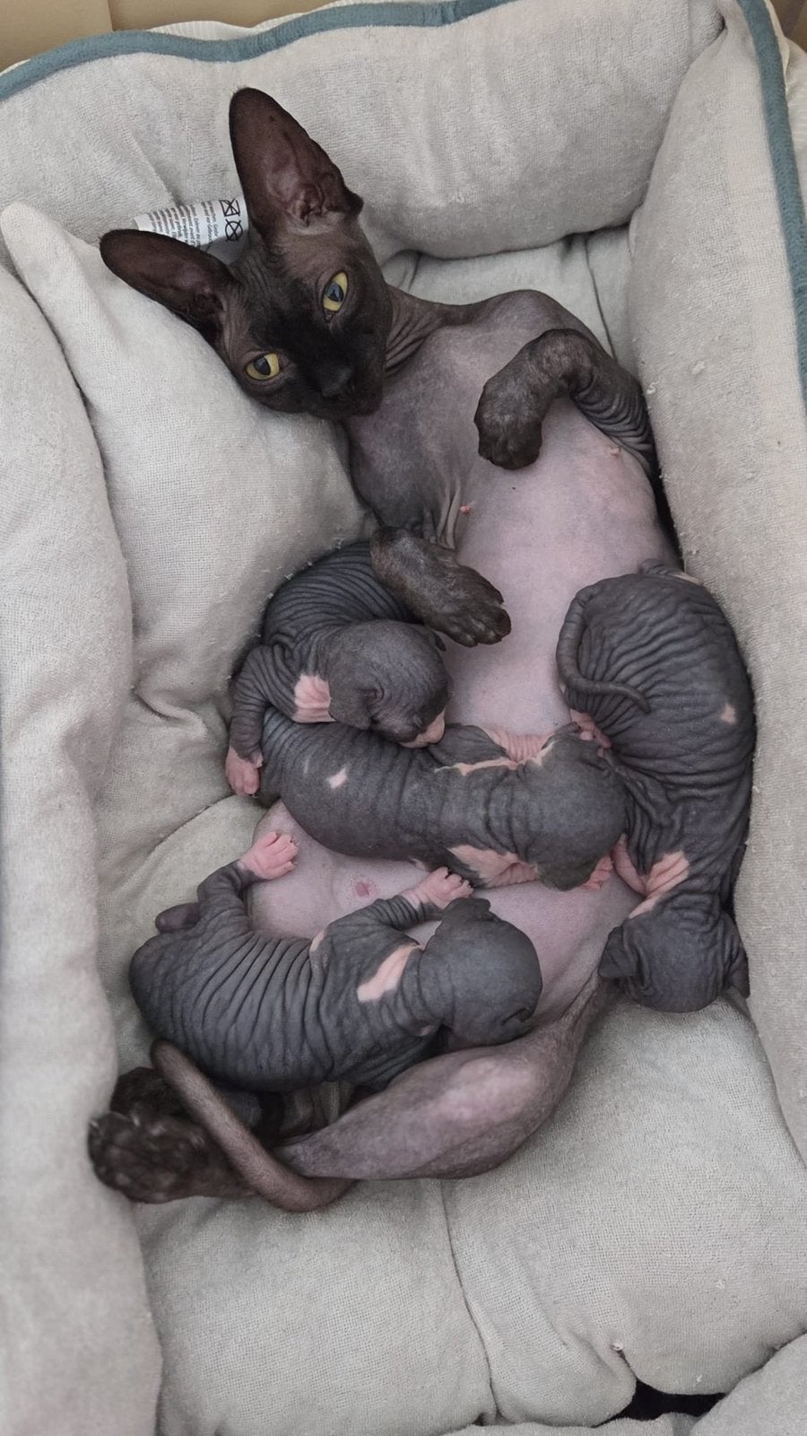 Erkende hobbykwekerij Sphynx Loves You, Chatte ou Chat, Avec pedigree, 0 à 2 ans