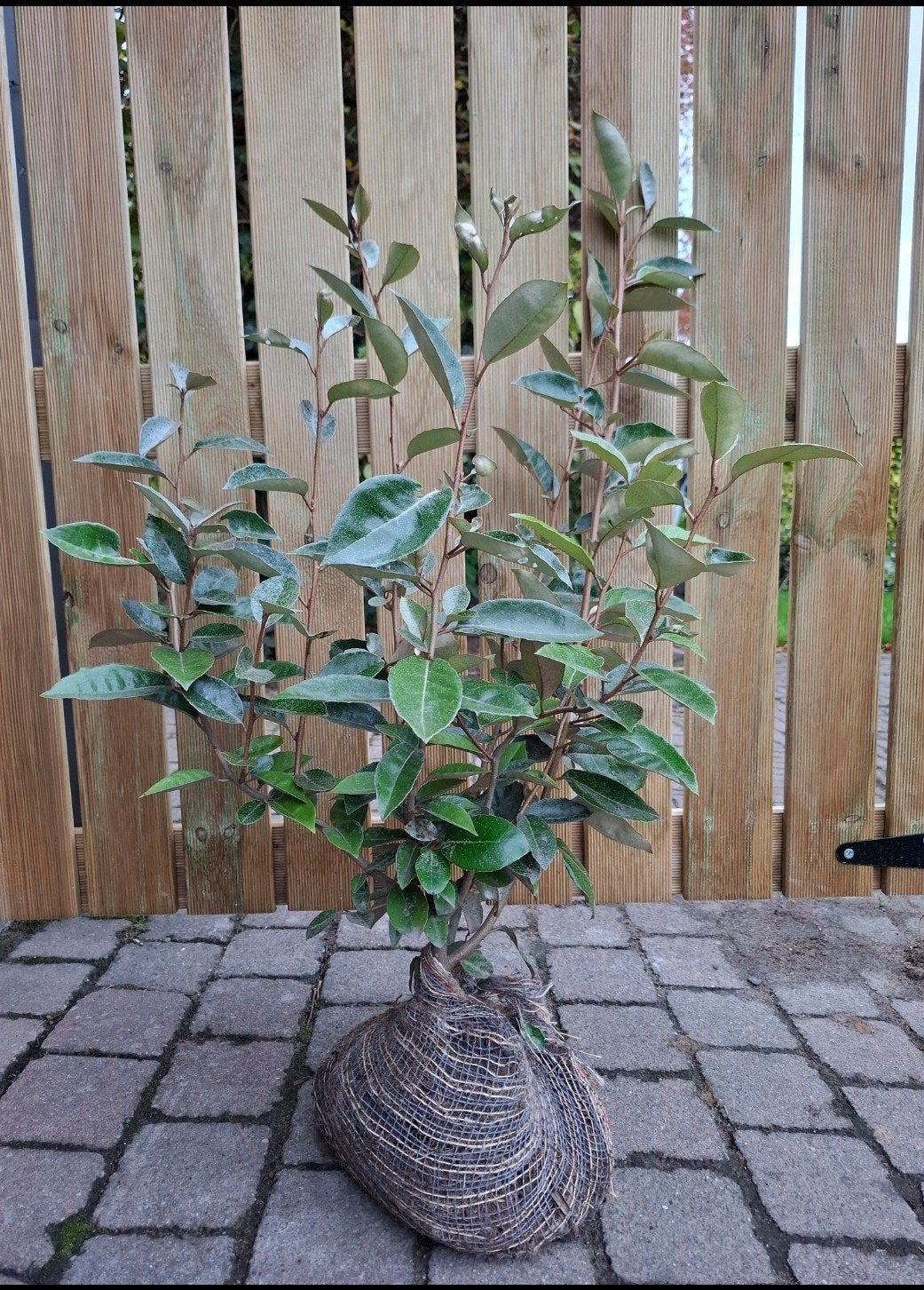 Elaeagnus ebbingei – Olijfwilg – volle grond – vanaf €4/stuk, Ophalen, Haag