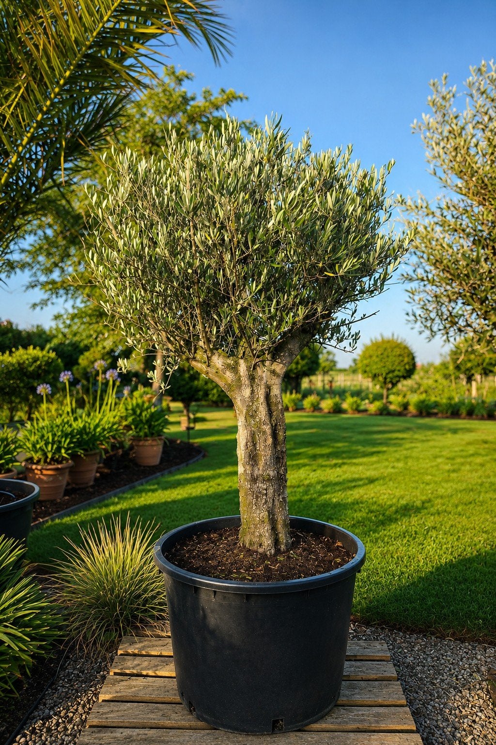 Olijfboom Olea Europaea, Ophalen, Olijfboom