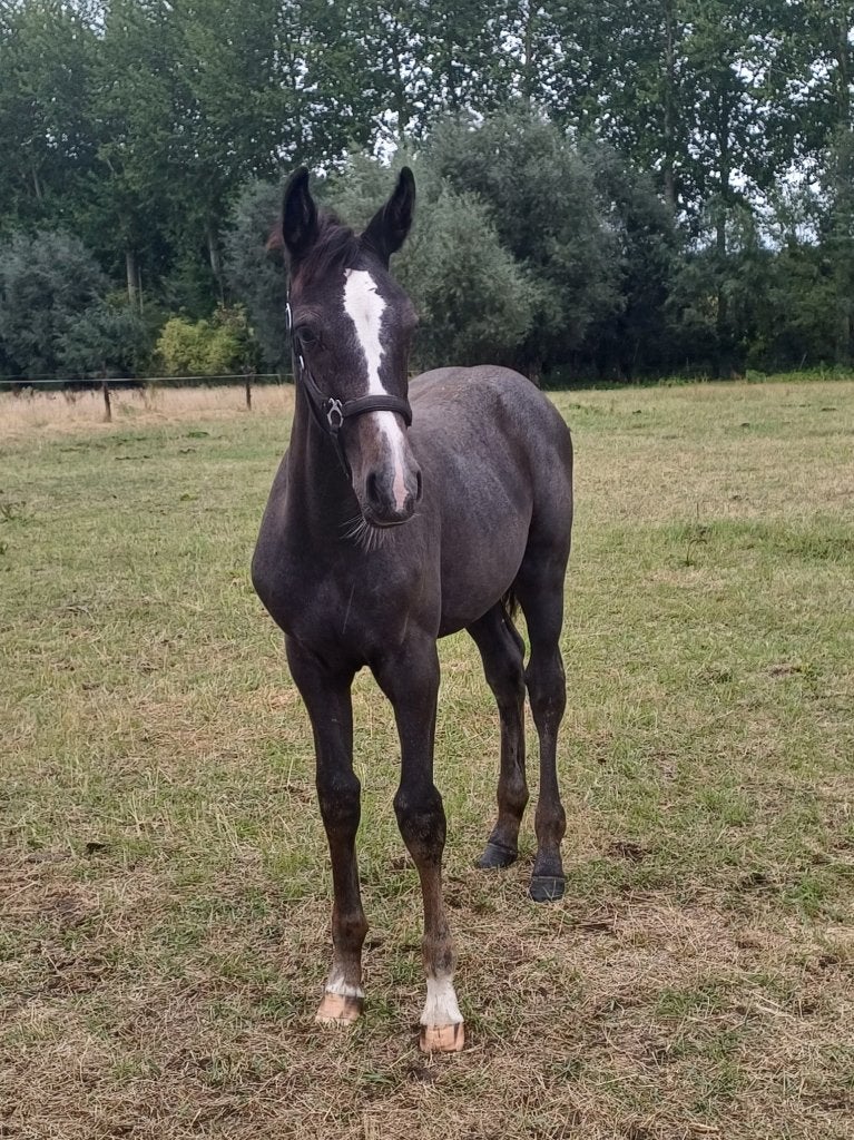 Merrieveulen, Avec pedigree, Ne s'applique pas, 0 à 2 ans, Cheval de saut
