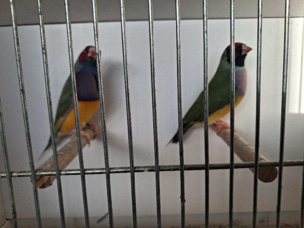 Gouldamadine koppel, Dieren en Toebehoren, Meerdere dieren, Tropenvogel