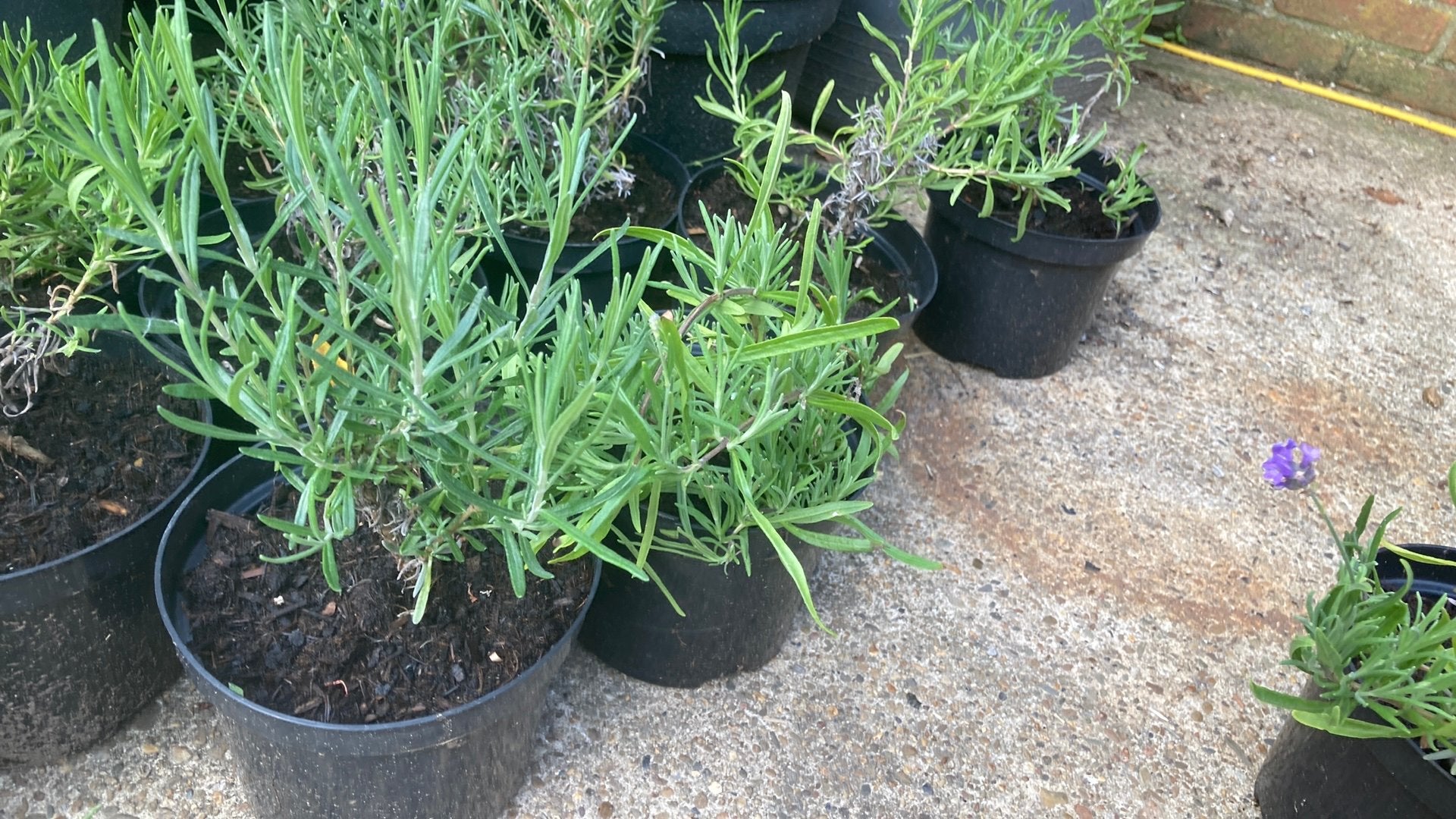 Lavendelplantjes, Tuin en Terras, Planten | Tuinplanten, Ophalen