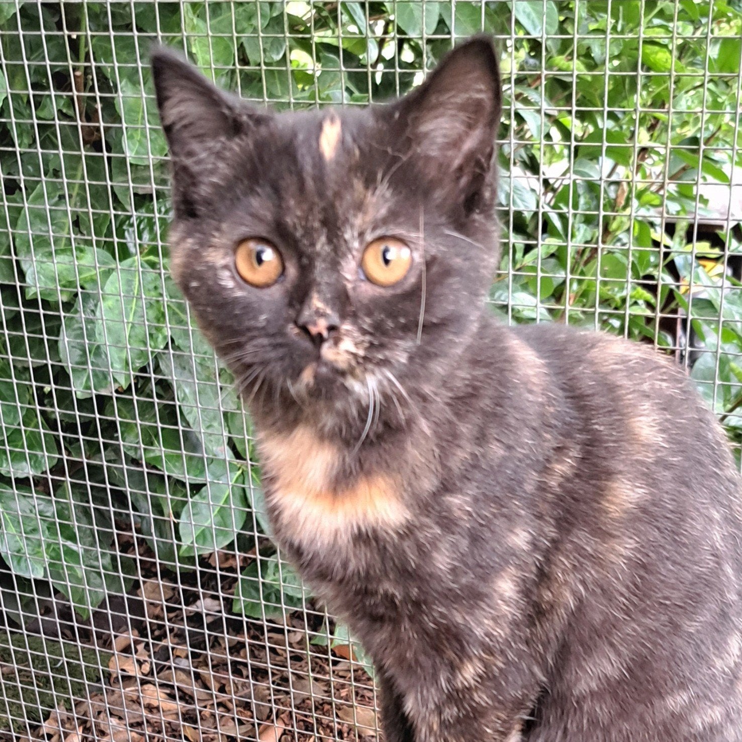Brits korthaar kitten mag al verhuizen, Poes, Met stamboom, 0 tot 2 jaar