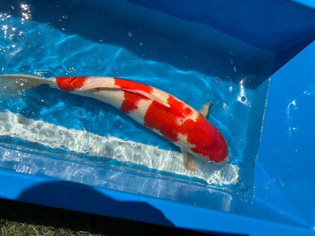 Japanse koi, Carpe ou Koï