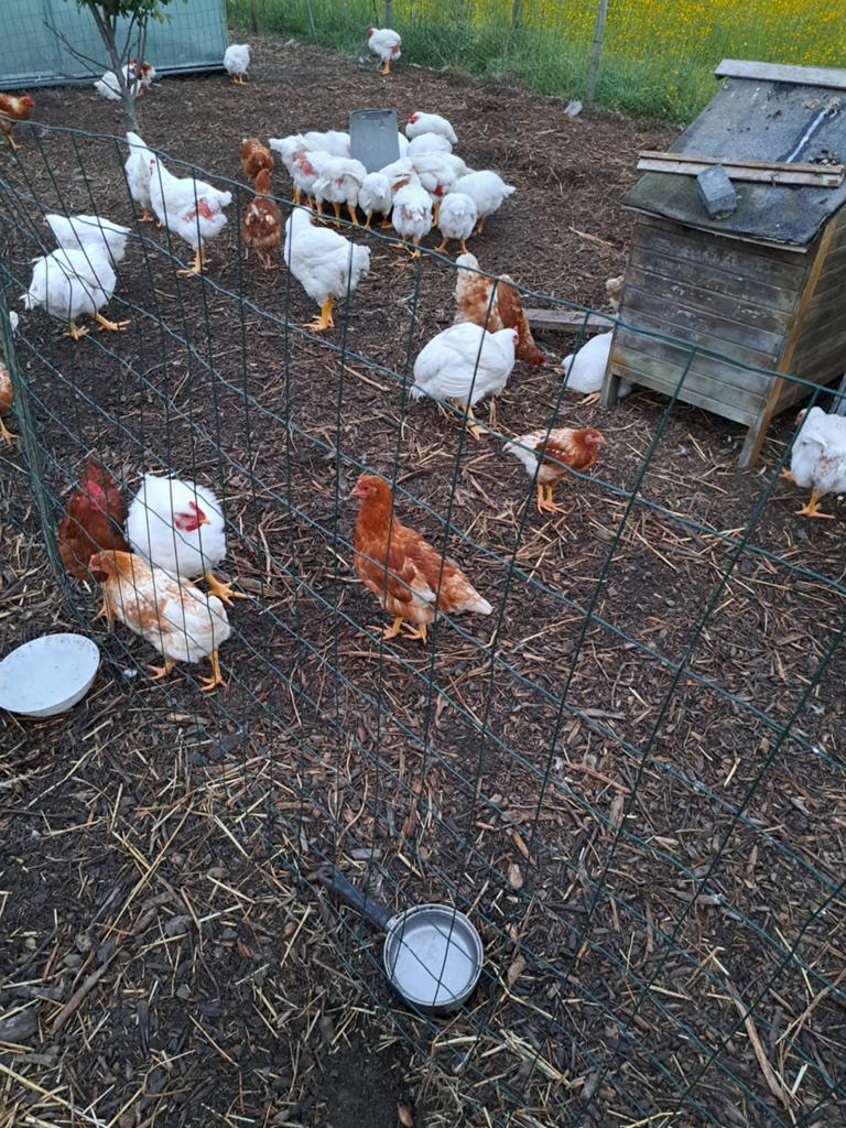 Legkippen, Dieren en Toebehoren, Pluimvee