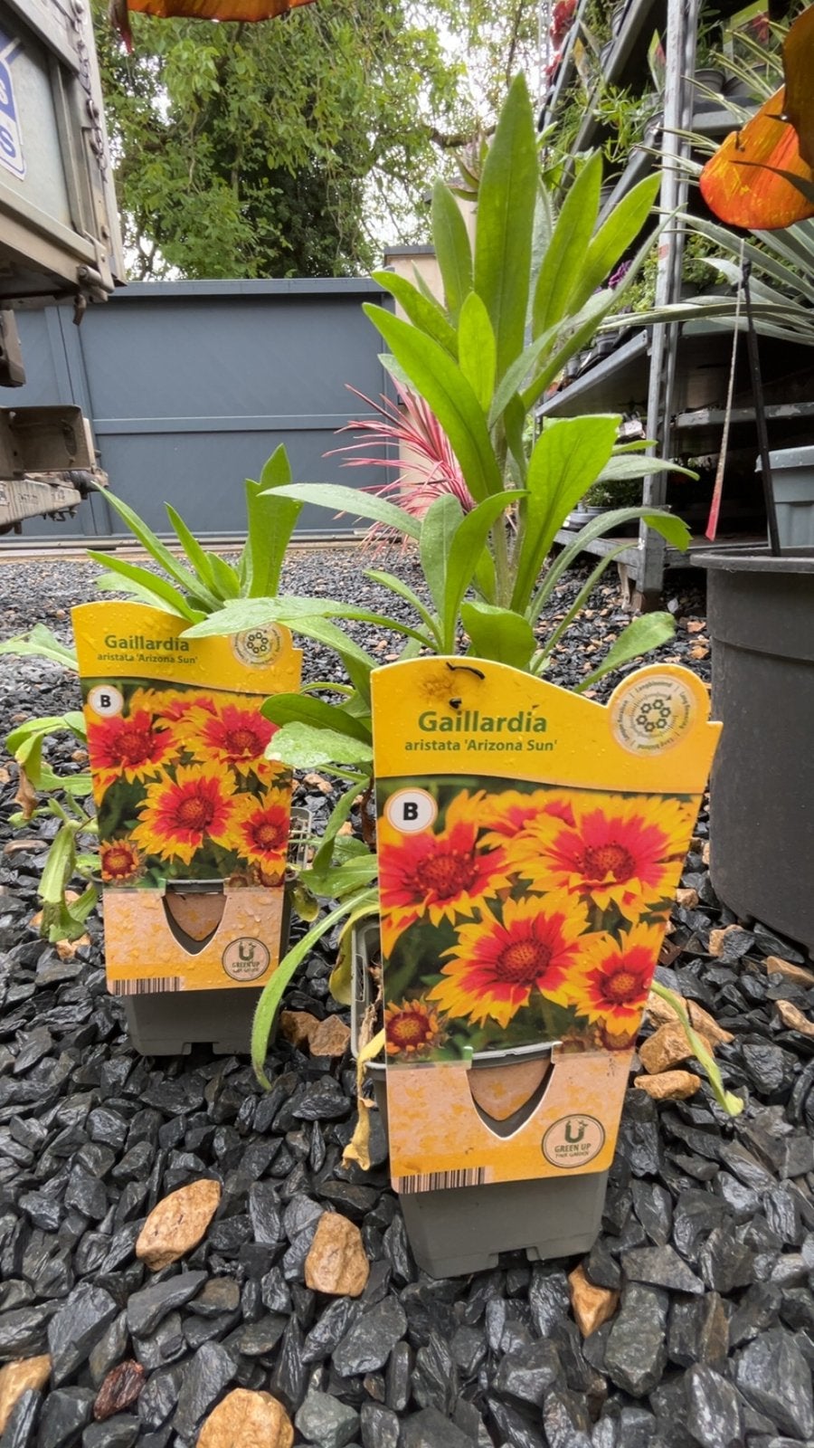 Gaillardia ‘Arizona Sun’ – Vivace colorée à floraison, Enlèvement ou Envoi, Été