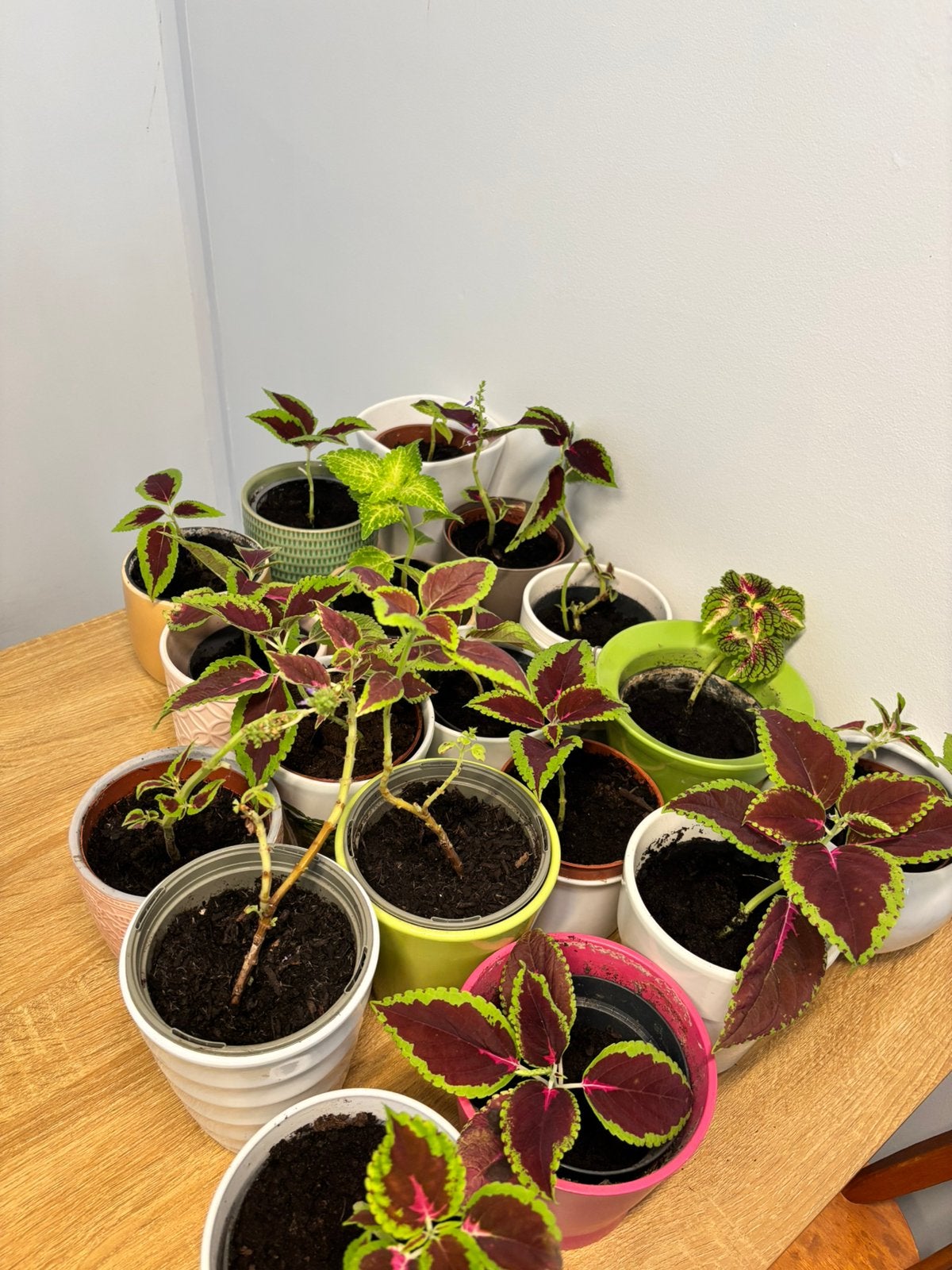 Prachtige jonge Siernetels (Coleus), Enlèvement