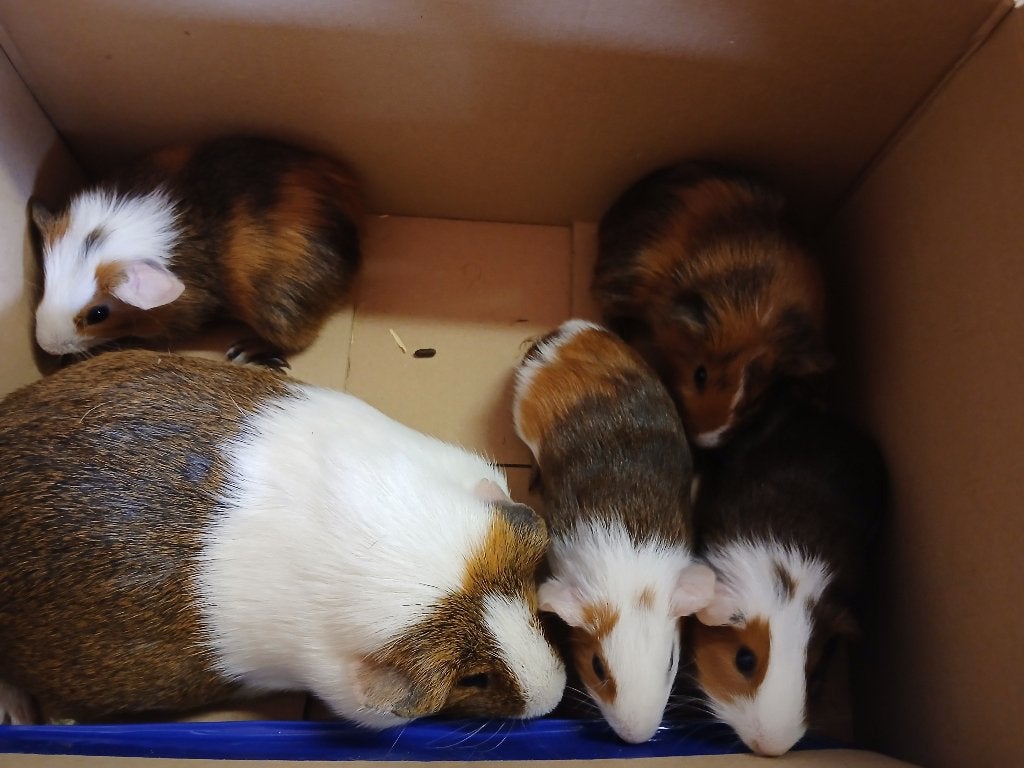 5 jonge cavia beren zoeken nieuwe woonst, Juin, Mâle, Cobaye