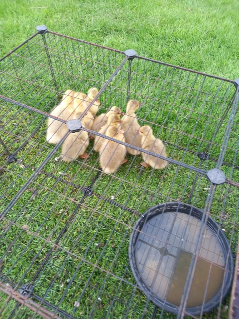 Boerenganzen te koop, Geslacht onbekend, Gans of Zwaan