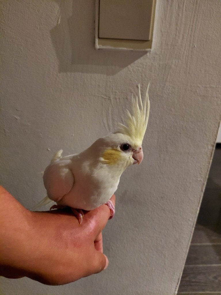 Jonge handtamme EAM valkparkiet met DNA certificaat, Mannelijk, Parkiet, Geringd