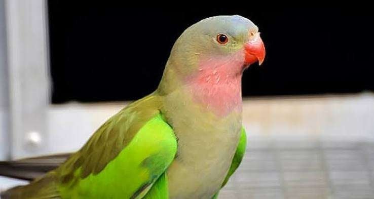 Cherche femelle princesse de Galles, Femelle, Perruche, Bagué