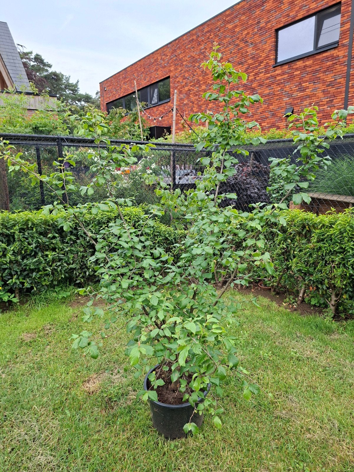 Opruiming stock, Jardin & Terrasse, Plantes | Jardin, Enlèvement