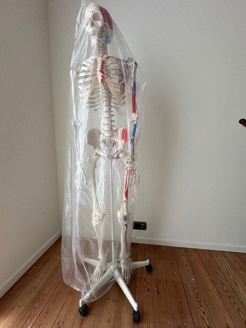 Levensgroot Medisch Anatomisch Skelet met spieraanhechtingen, Ophalen, Zo goed als nieuw, Hoger Onderwijs