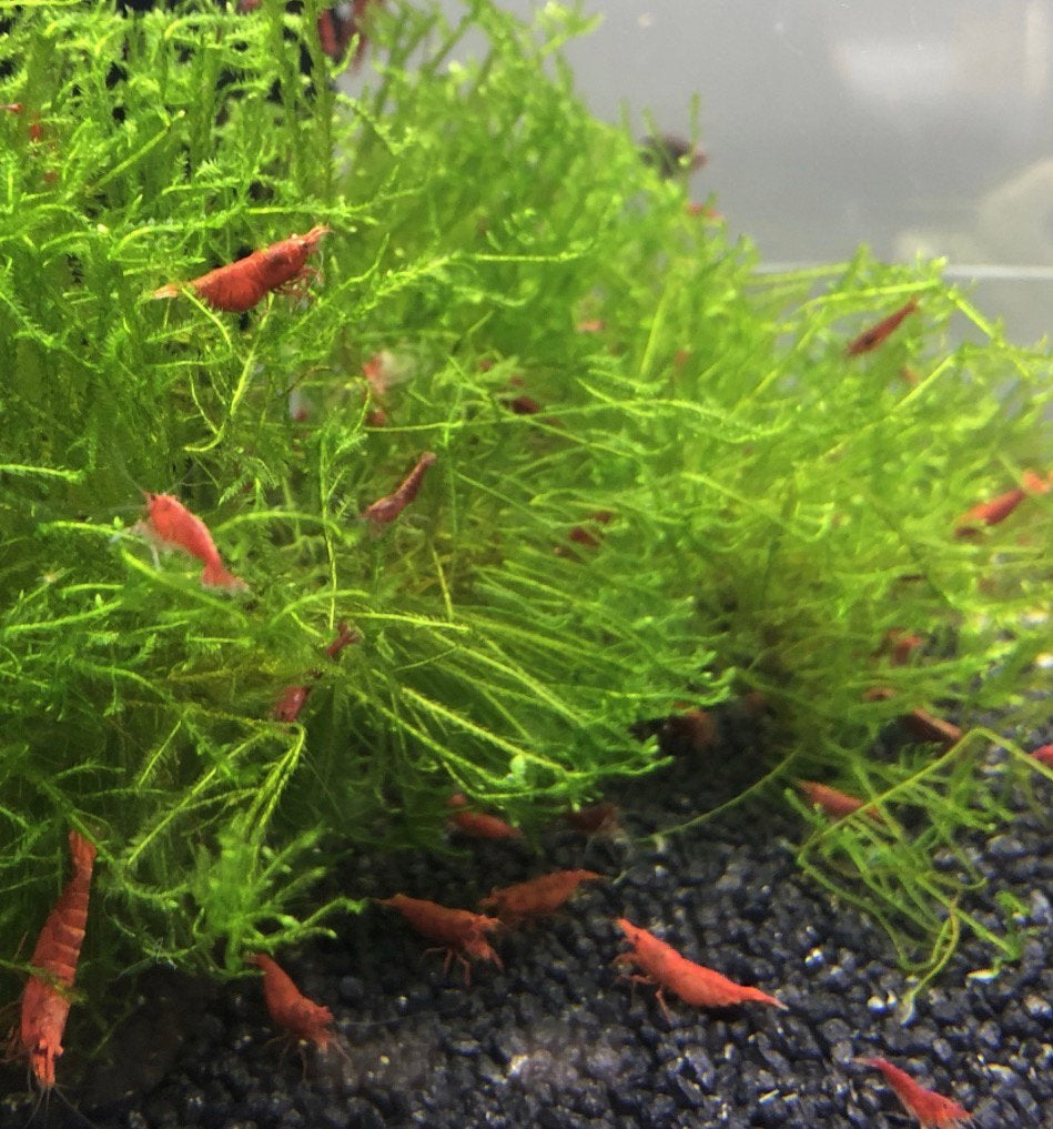 Garnalen red sakura, Ophalen, Zo goed als nieuw