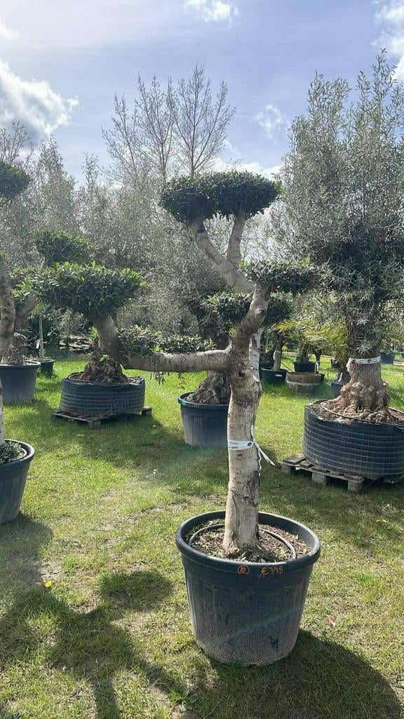 ‼️olijfbomen olea europaea plato aan promoprijzen ‼️, Tuin en Terras, Ophalen