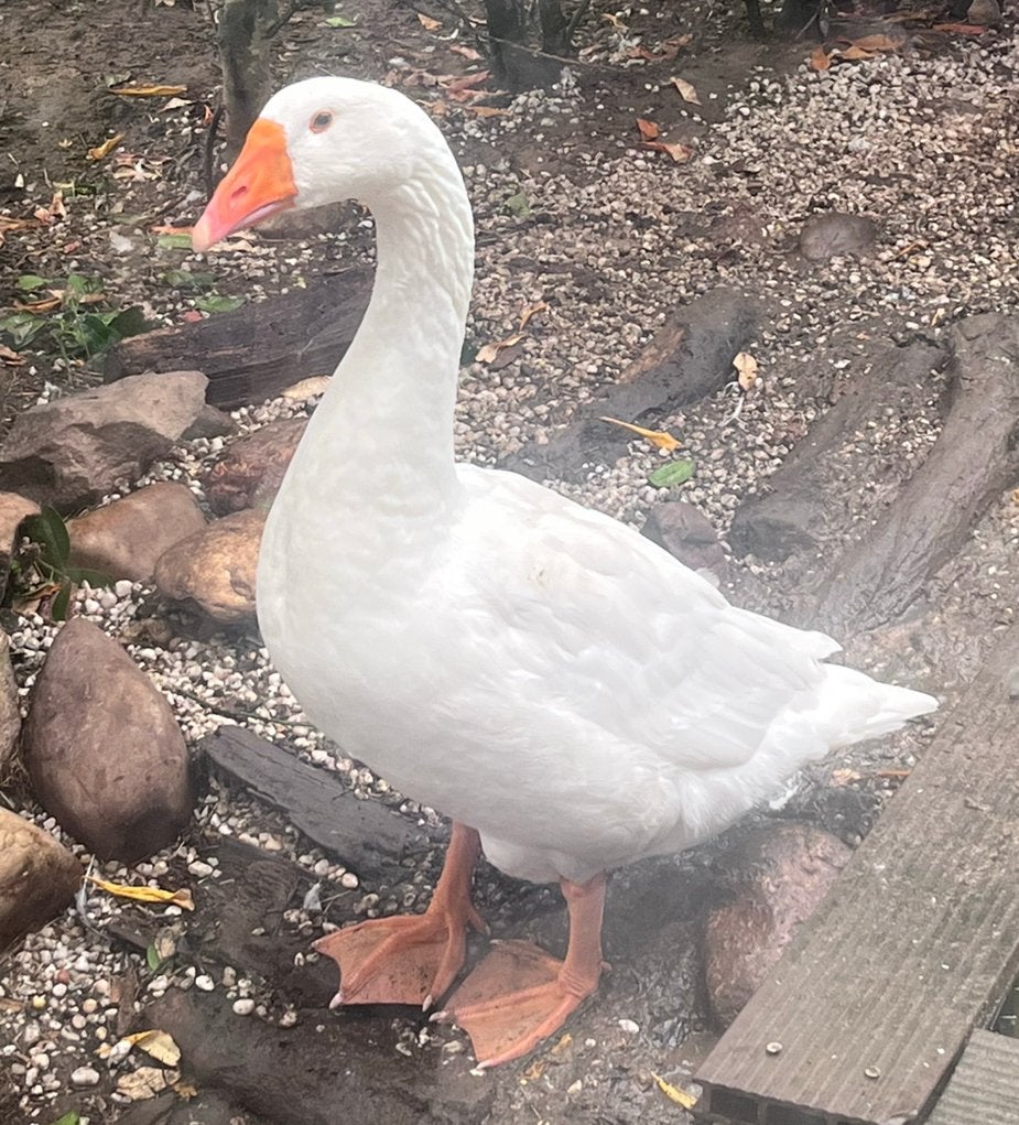 Boerengans gent/man, Mâle, Oie ou Cygne