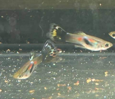 Elder guppy's, Poisson, Poisson d'eau douce, Banc de poissons