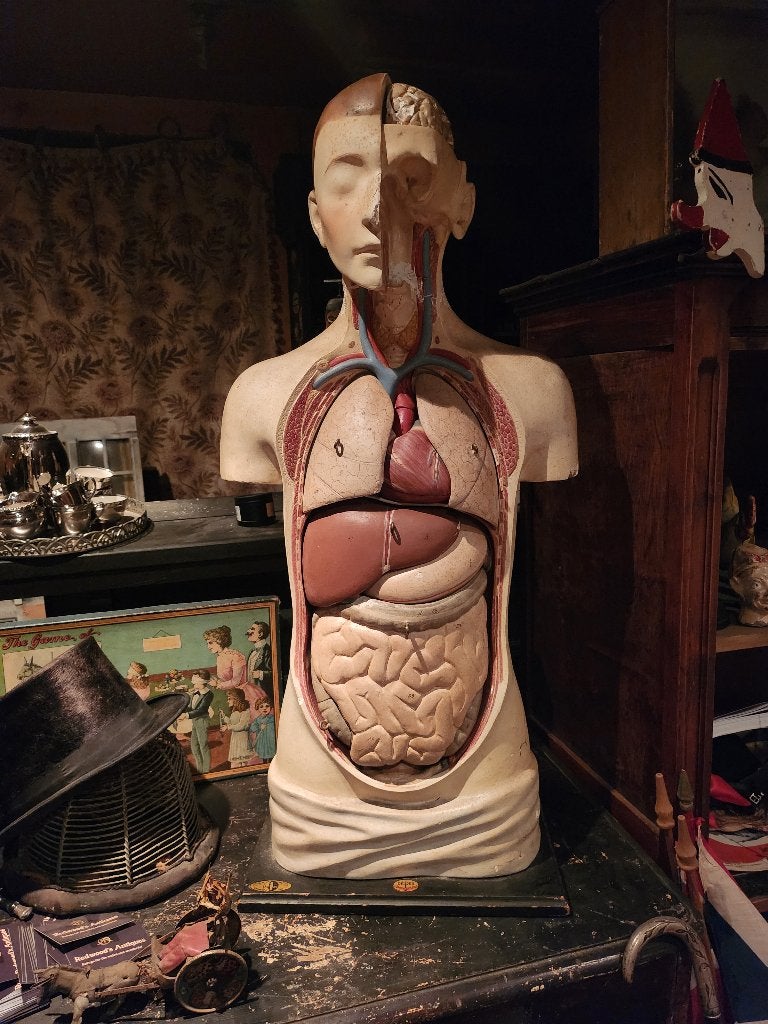 Anatomische buste gips plaaster plâtre, Antiek en Kunst, Ophalen