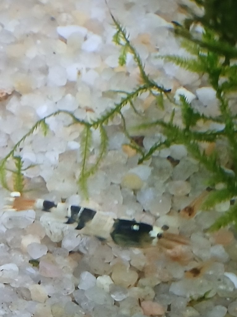 Crystal Black Cardina op leidingwater, Dieren en Toebehoren, Kreeft, Krab of Garnaal, Zoetwatervis, Schoolvis