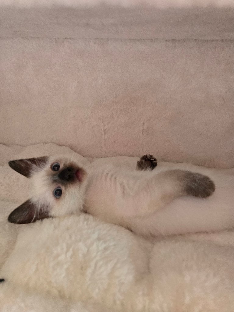 RAGDOLL, Dieren en Toebehoren, Katten en Kittens | Raskatten | Langhaar, Kater, Gechipt, 0 tot 2 jaar