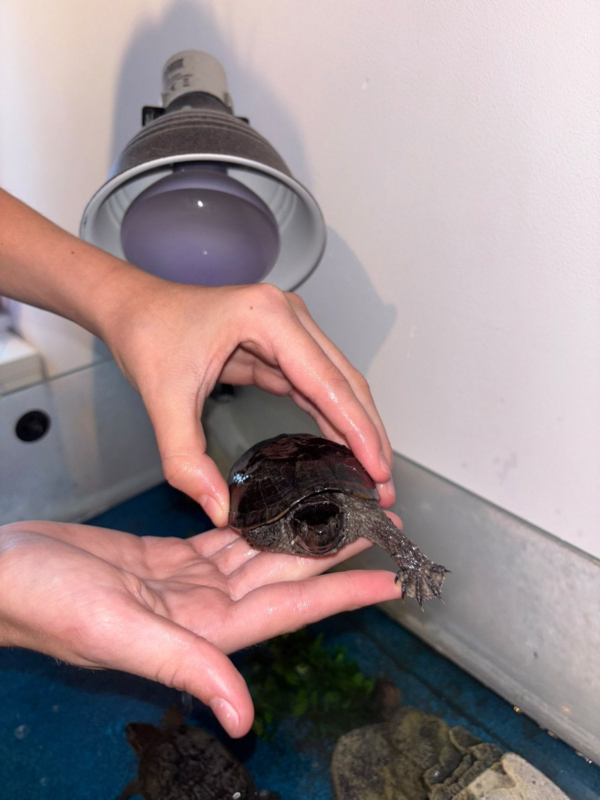 2 waterschildpadjes, enkel samen te koop, Janvier, Sexe inconnu, Autres types