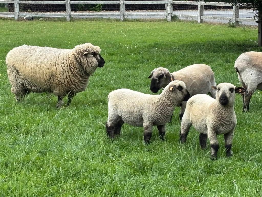 Hampshire dawn lammetjes schaap, Meerdere dieren, Schaap, 0 tot 2 jaar