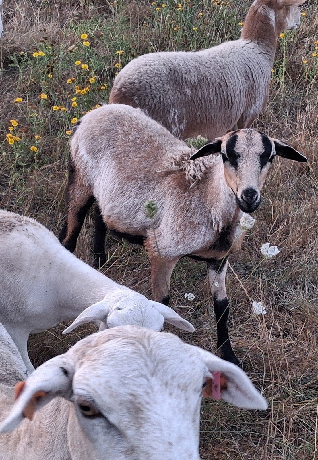 Ruischaap ram, Mâle, Mouton, 0 à 2 ans