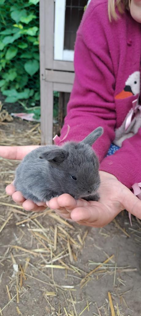 Nederlandse hangdwergoor konijntjes te koop