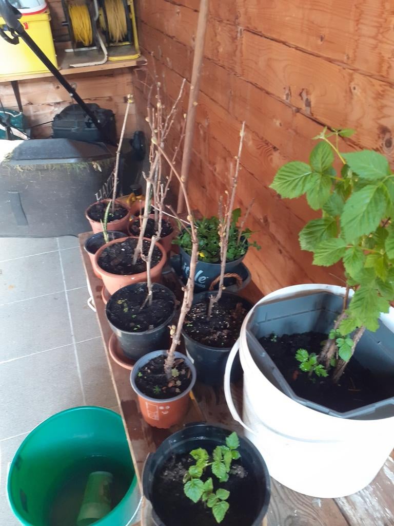 Framboos en druivelaars plantjes, Enlèvement