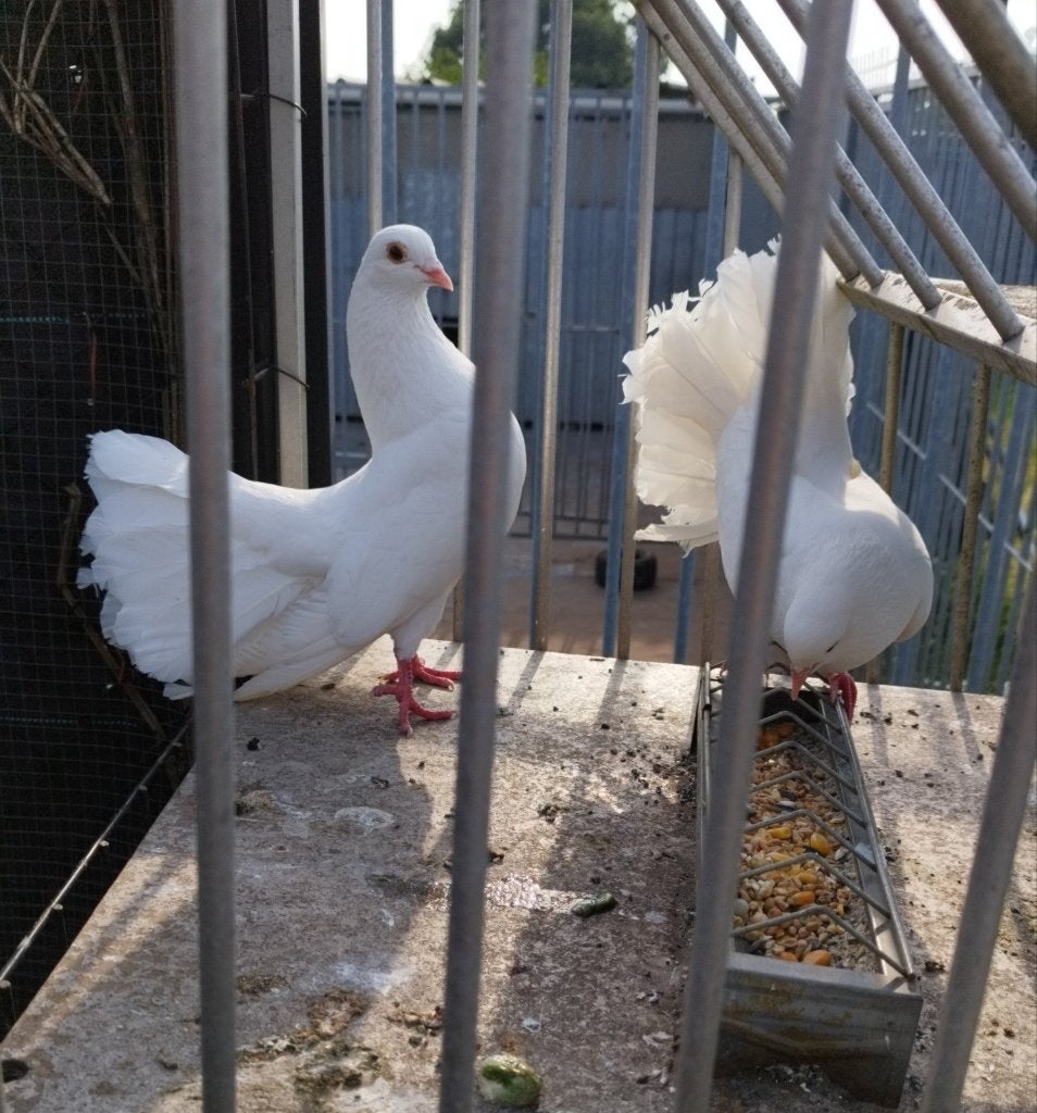 koppel witte sierduiven, Plusieurs animaux