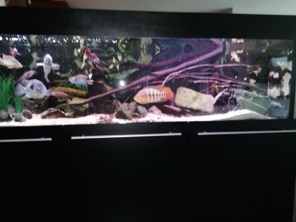 GRAND aquarium de 2 m 50 avec biologiste, Enlèvement