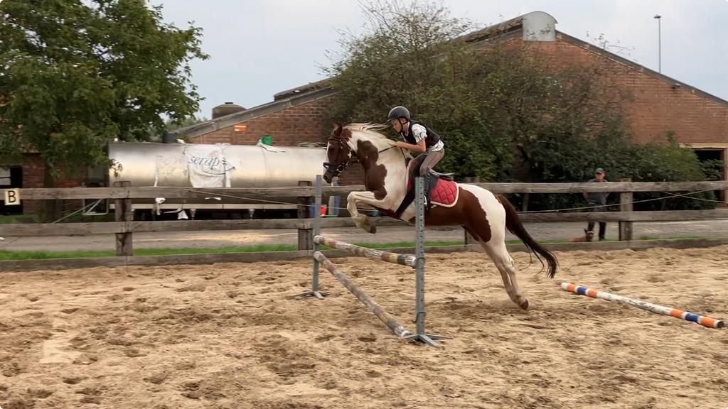 Toffe D pony, Dieren en Toebehoren